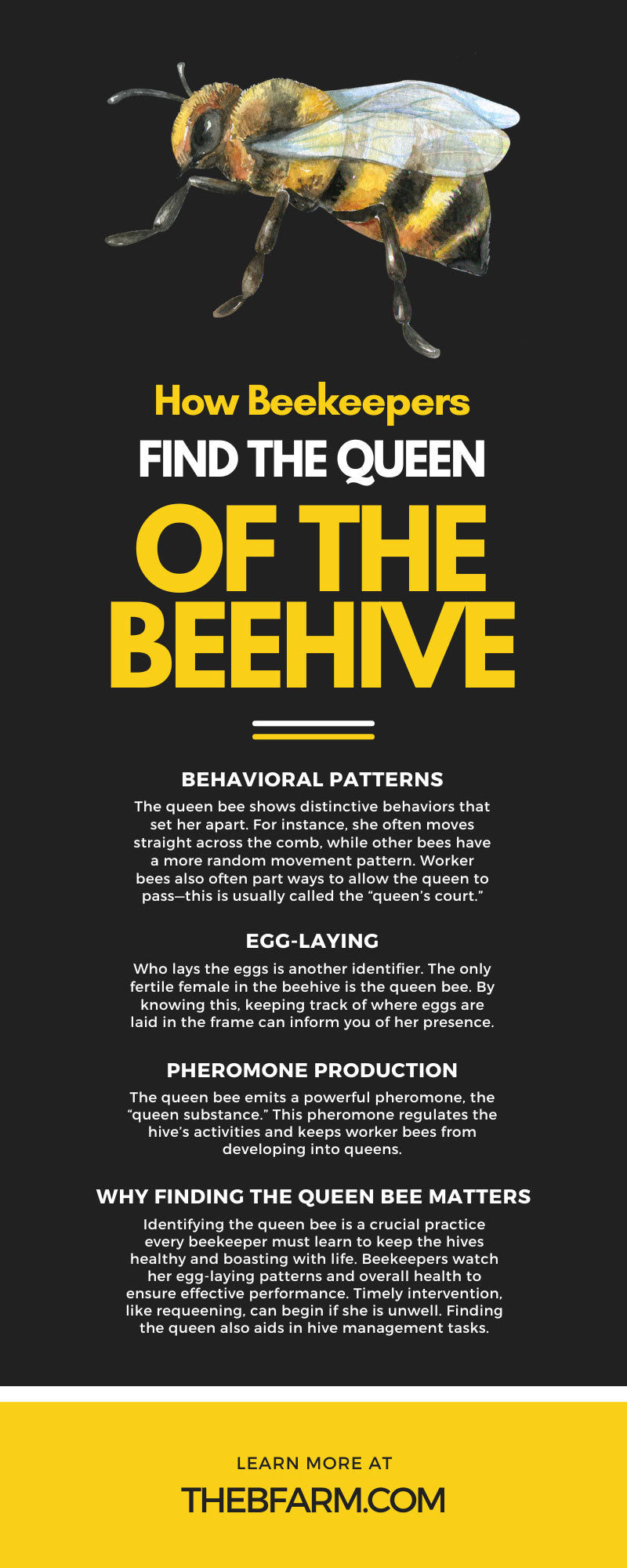 How Beekeepers Find the Queen of the Beehive