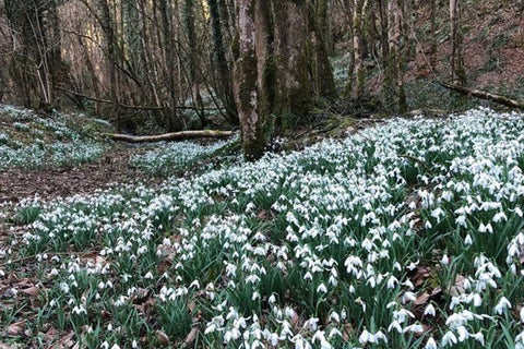 snowdrop valley exmoor