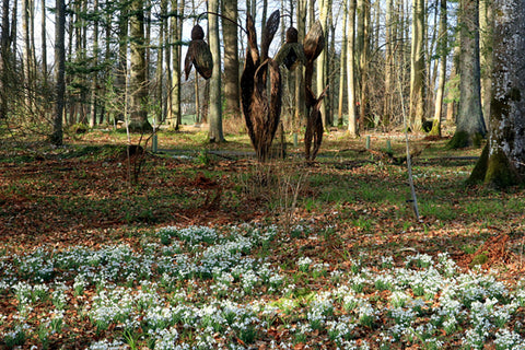 wallington northumberland snowdrops