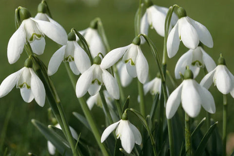 nymans snowdrops