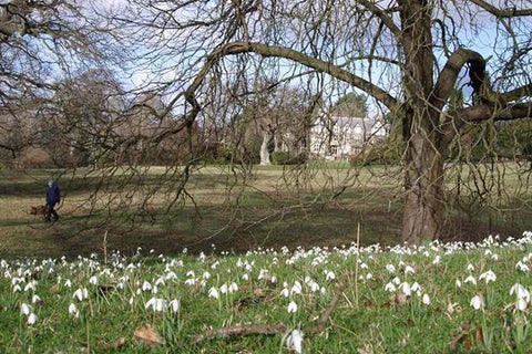 bodnant garden snowdrops