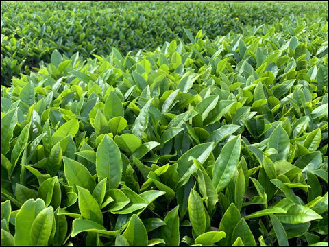 Green tea field of fresh loose leaf tea SoMo Tea