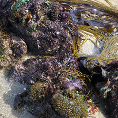 Image of various seaweeds growing on the beach - sea spaghetti