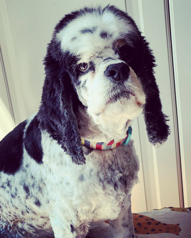 Photo of my tri colour American Cocker Spaniel Louis