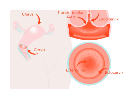 So what is the cervix