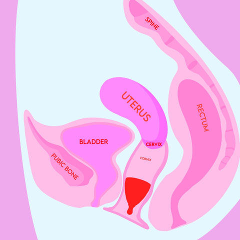 How to position and insert a menstrual cup
