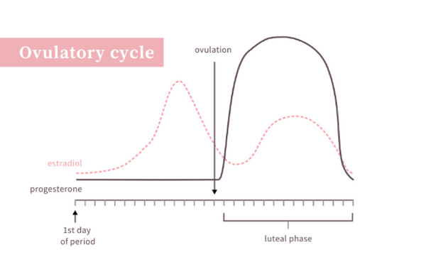 Ovulation and the Menstrual Cycle: Guest Blog for The Hello Cup by Lar –  Hello Period