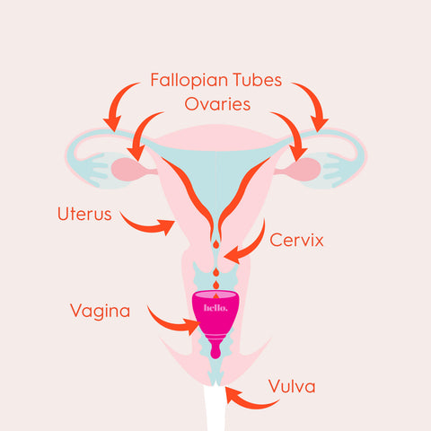 Reproductive System Diagram