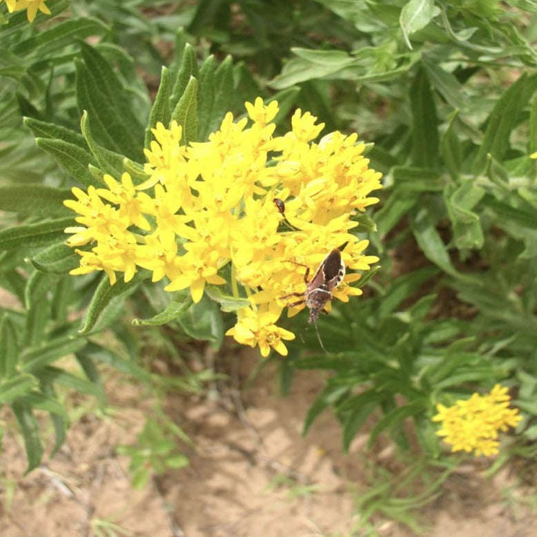 Butterfly Milkweed