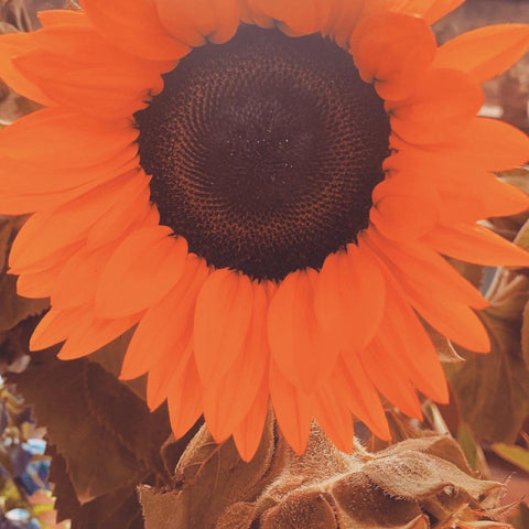 Sunflowers & Cannabis