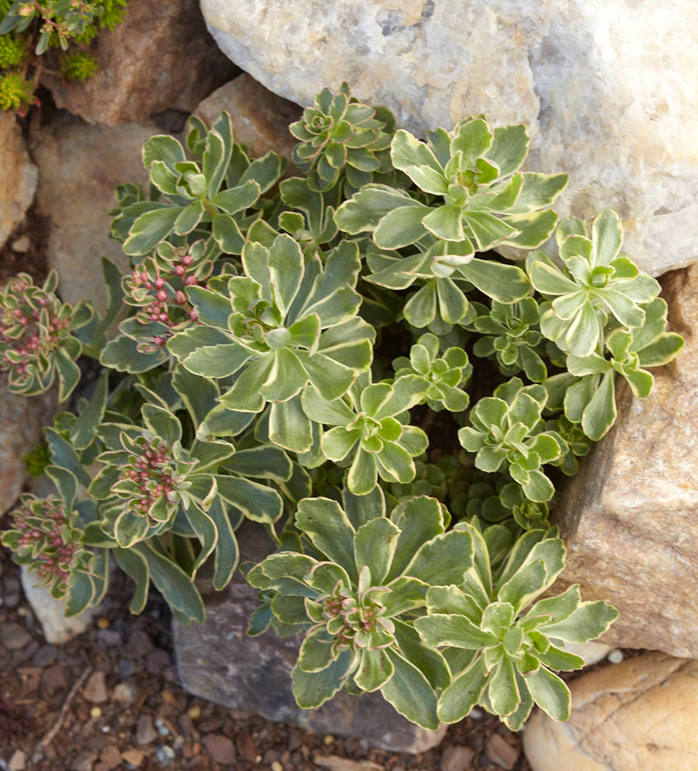 Close up of variegated Sedum groundcover