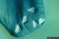 Close-up view of a spider mite on a plant leaf, showing the tiny pest against a green background.