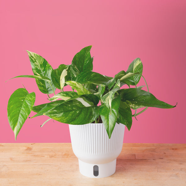 Epipremnum pinnatum Albo, a variegated houseplant in a self-watering system against a pink background