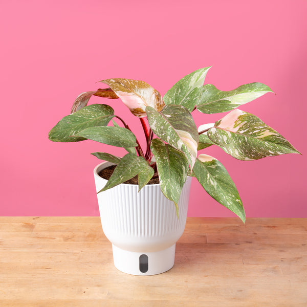 Philodendron Pink Princess, a trendy variegated houseplant in a white self-watering system against a pink background