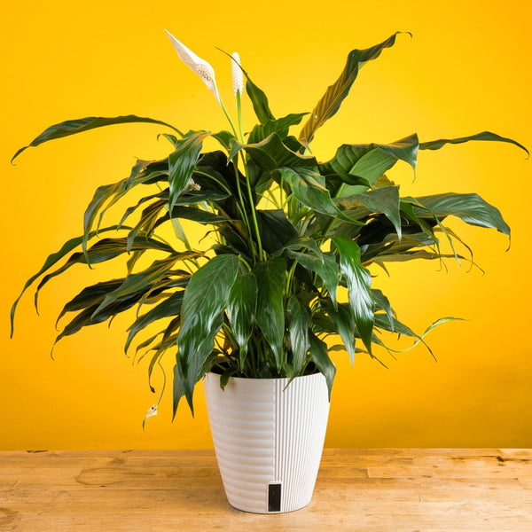 Peace Lily houseplant in a white self-watering system on a wood table in front of a yellow background