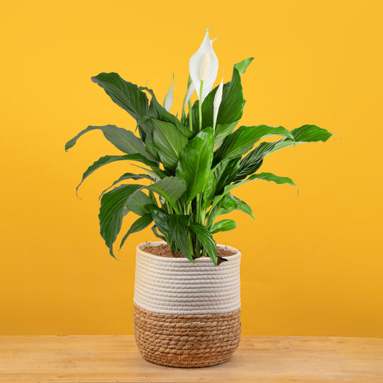 Sweet Pablo Peace Lily | large Image 1