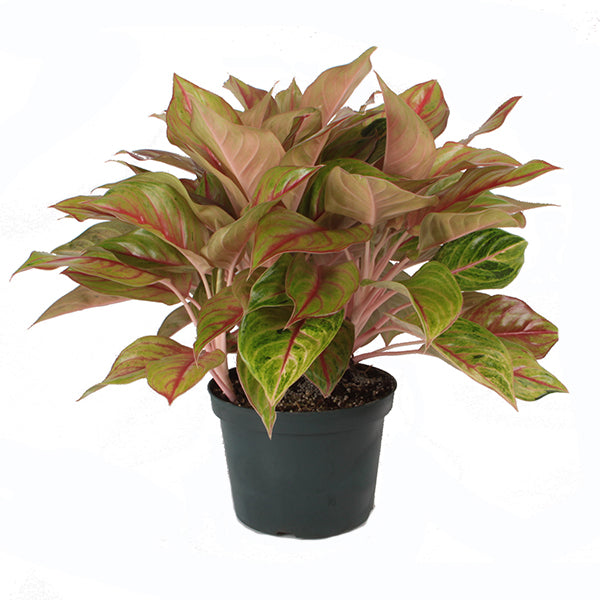 Golden Fluorite Colorful Aglaonema