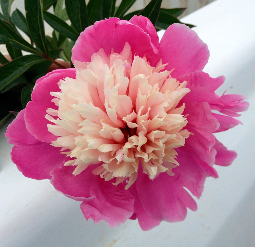 Peony