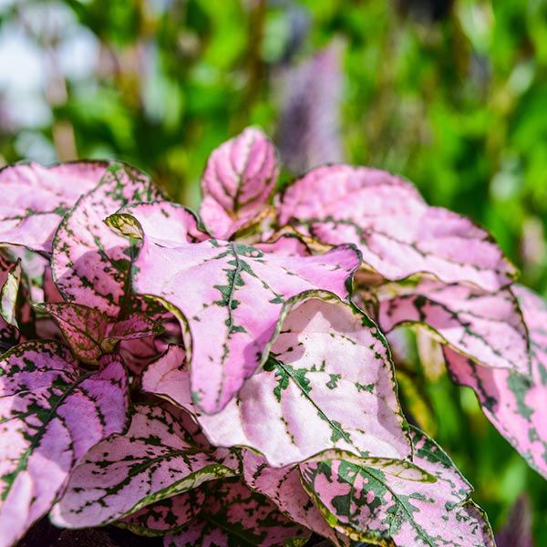 Polka Dot Plant