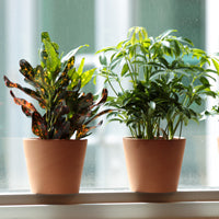 Two potted houseplants on a windowsill, with the left plant having dark green leaves 
    with red and yellow streaks, and the right plant featuring lush green foliage, both against 
    the soft backdrop of a window with daylight streaming through.