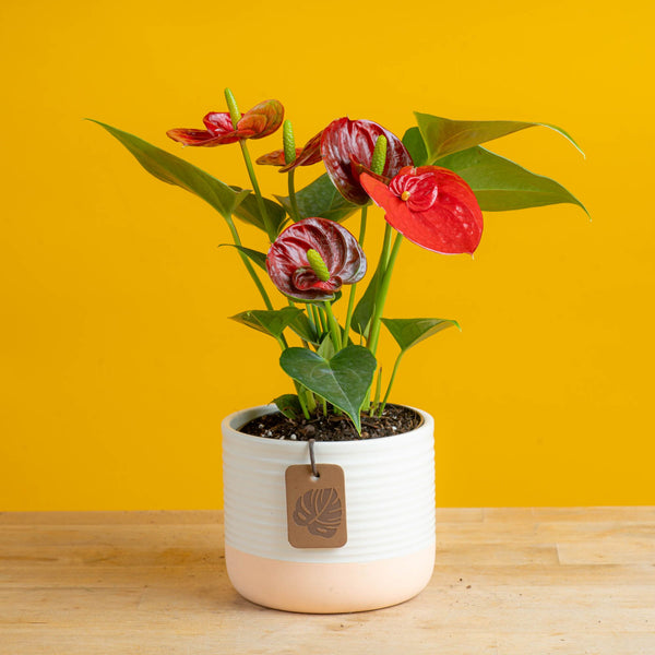anthurium plant with 4 red blooms in cream pot
