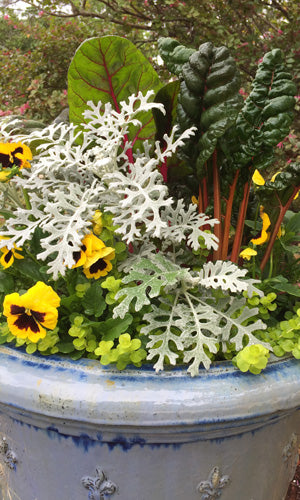 Spring container garden with a blue pot filled with dusty miller, yellow pansy, creeping jenny, and swiss chard