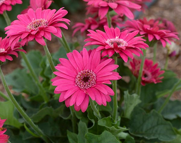 Gerbera