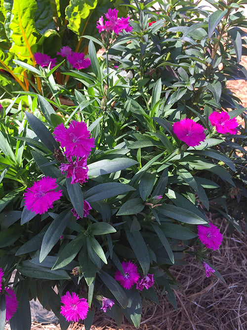 Pink Dianthus plant in a spring garden