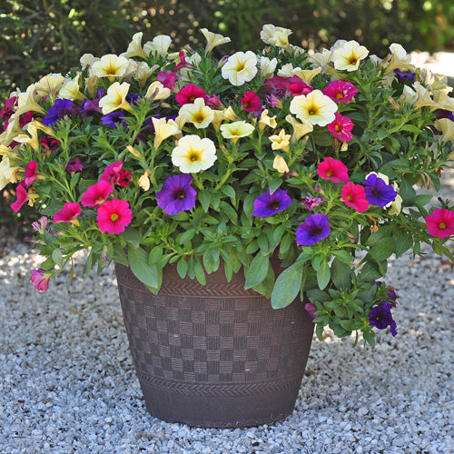 Container garden in tropical garden on a white gravel path with pink, purple, and yellow Petchoa flowers