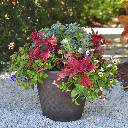 Container garden in tropical garden on a white gravel path with blue and yellow Torenia, red coleus, and silver artemisia