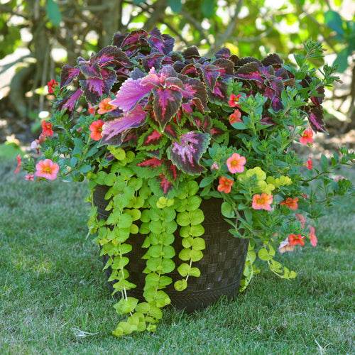 large urn container for plants