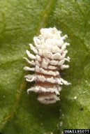 A mealybug destroyer larvae, recognized by its white hairs, 
      rests on a green leaf in its natural habitat. This beneficial insect is 
      a natural predator of mealybugs, offering eco-friendly pest control. 
      Consider using mealybug destroyers for effective biological control.