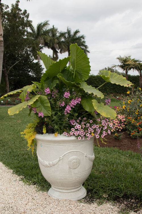 Planting Elephant Ears in Pots and Containers