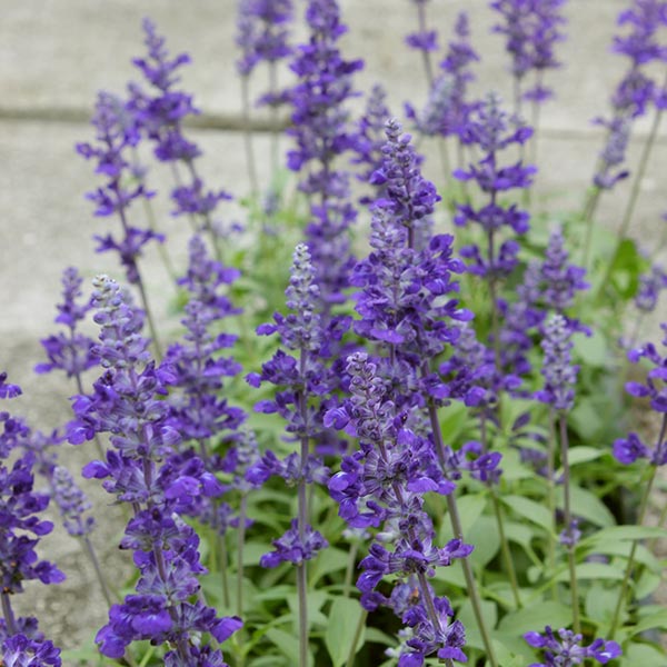Northern Hardy Lavender? - Midwest Gardening