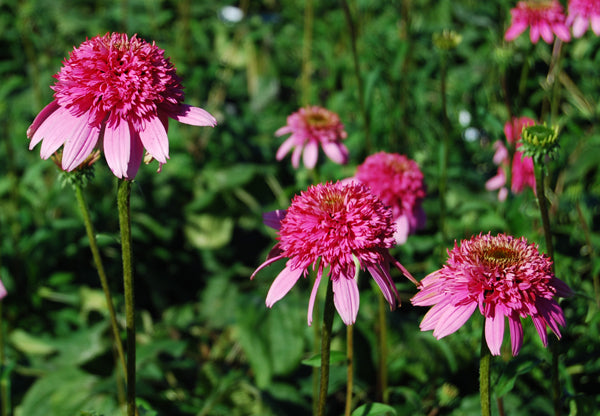 Coneflower