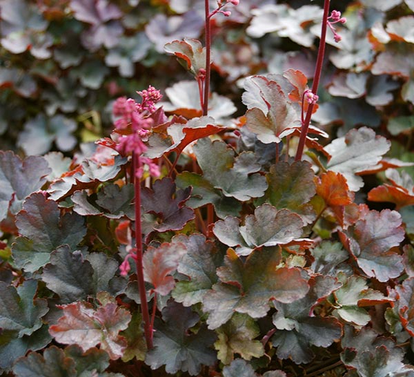 Heuchera