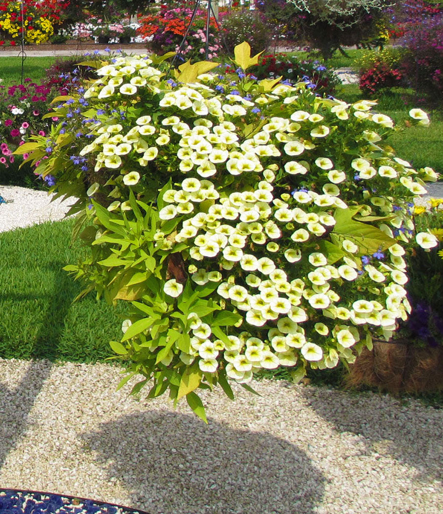 Calibrachoa and Sweet Potato Vine and Lobelia