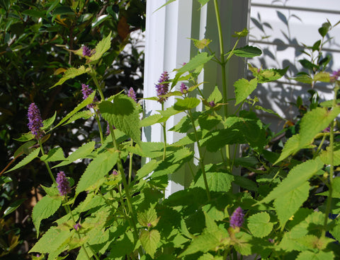 Closeup of Agastache in garden