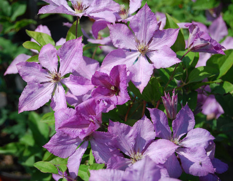 Closeup of lavender clematis in garden