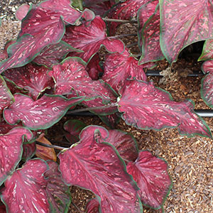 Red-leaf caladium in a garden