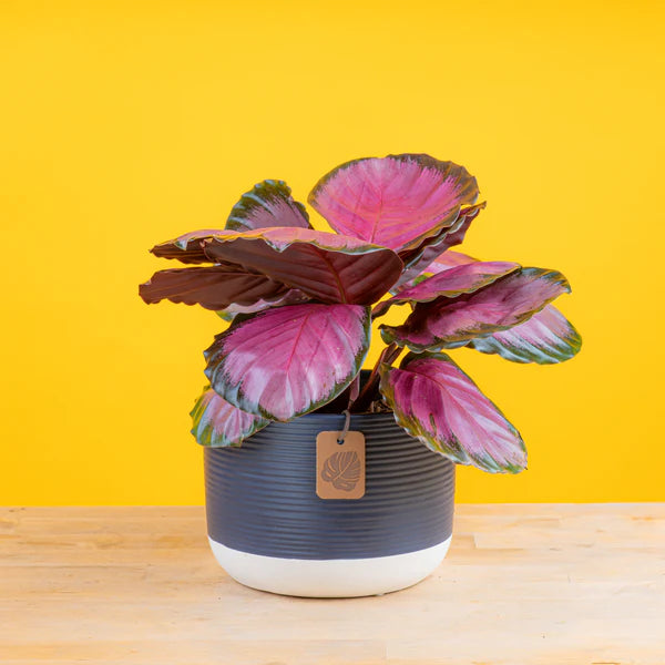 calathea pink star plant in a two tone navy blue and white textured ceramic pot, set against a bright yellow background