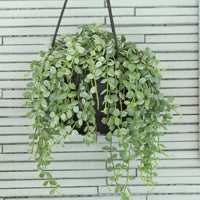 A hanging houseplant with green leaves and a brown pot.