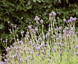Fernleaf lavender (Lavandula multifida)