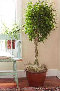 An indoor ficus tree with a braided trunk, lush green leaves, sitting in a large terracotta pot filled with Spanish moss, 
  placed on a wooden floor beside a turquoise chair with a cushion, against a pale yellow wall near a window.