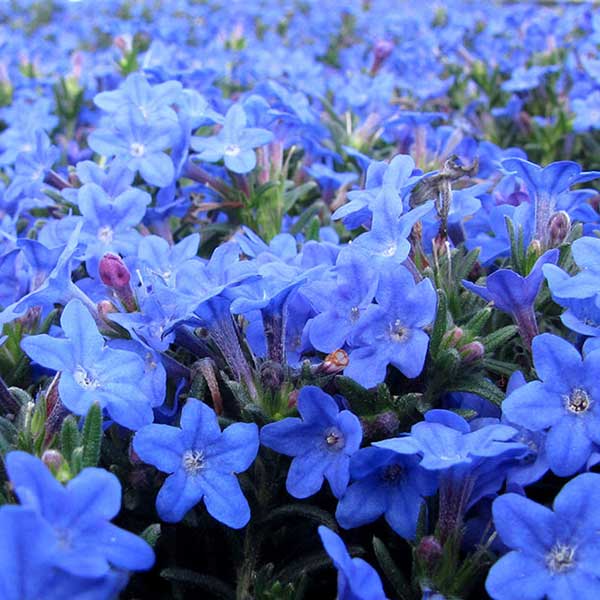 Lithodora