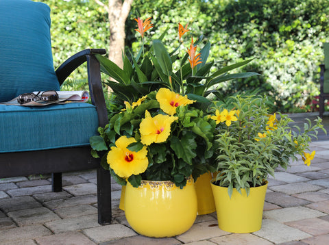 Yellow Hibiscus, orange heliconia, and yellow allamanda in pots on paver patio next to blue patio furniture
