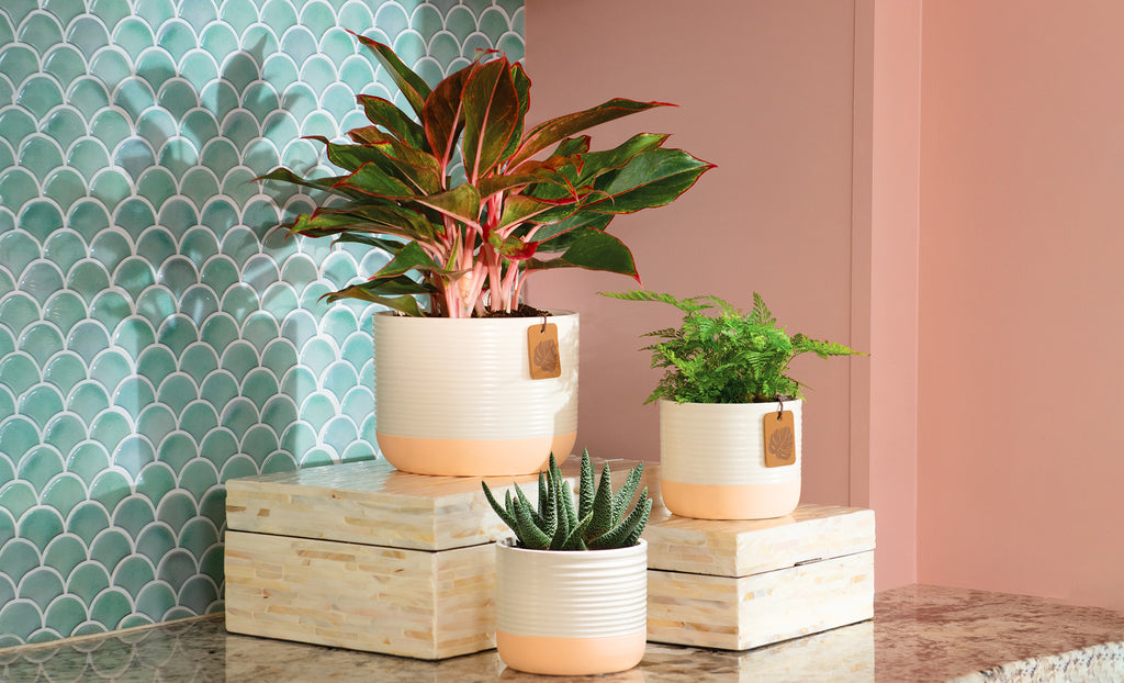 Aglaonema chinese evergreen houseplant used as a decor accent