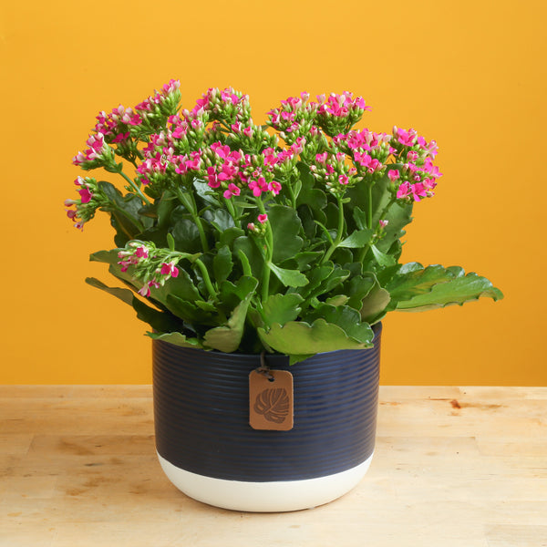 Pink Kalanchoe houseplant in a blue ceramic pot in front of a yellow background and on a wood tabletop