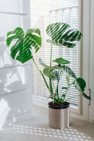 An indoor Monstera plant with large, distinctive split leaves in a brown pot, 
    placed near a window with white blinds casting shadow patterns on the wall and floor.