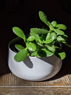 Small green succulent in a white ceramic bowl, surrounded by water droplets. 
      The image suggests a potential mealybug infestation, emphasizing the importance of 
      identifying, removing, and maintaining proper care to ensure plant health.